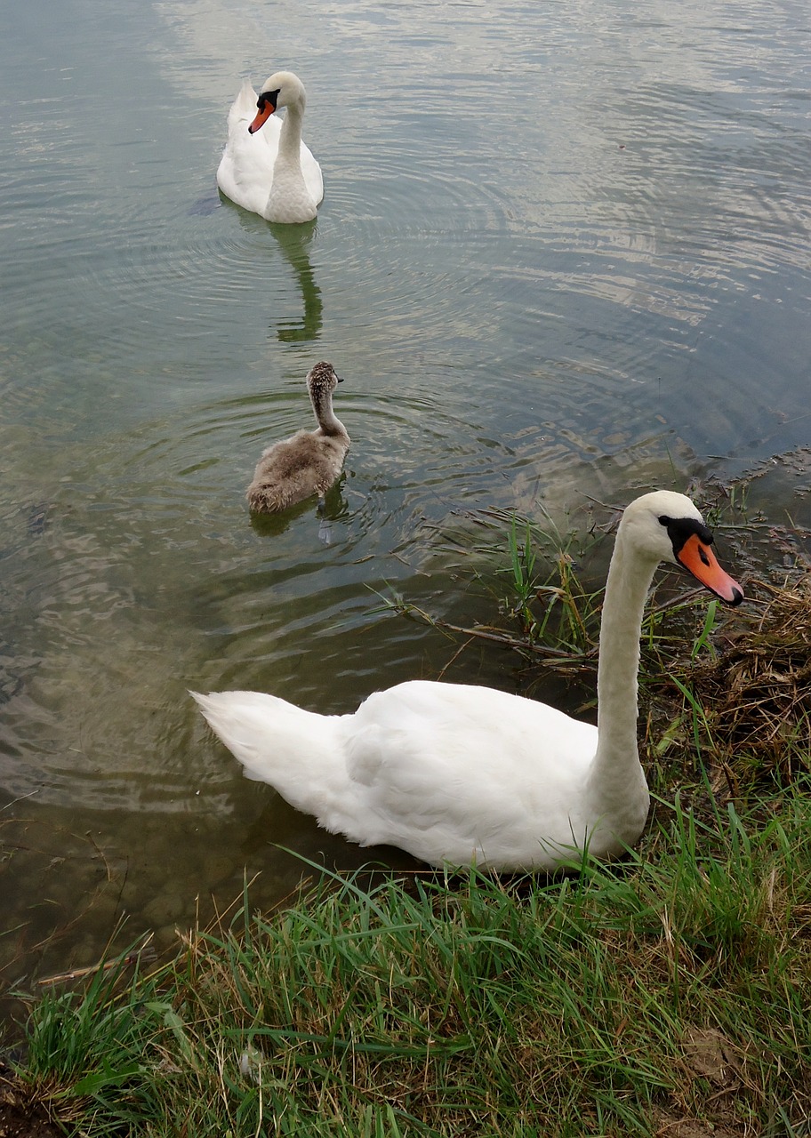 swan baby water free photo