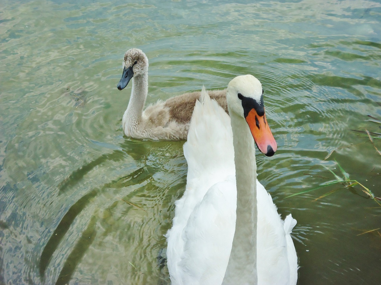 swan baby water free photo