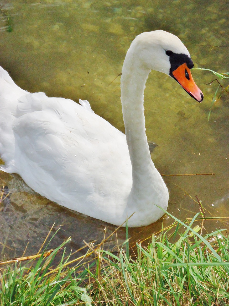 swan water animals free photo