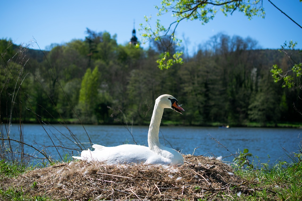 swan  nest  swan's nest free photo