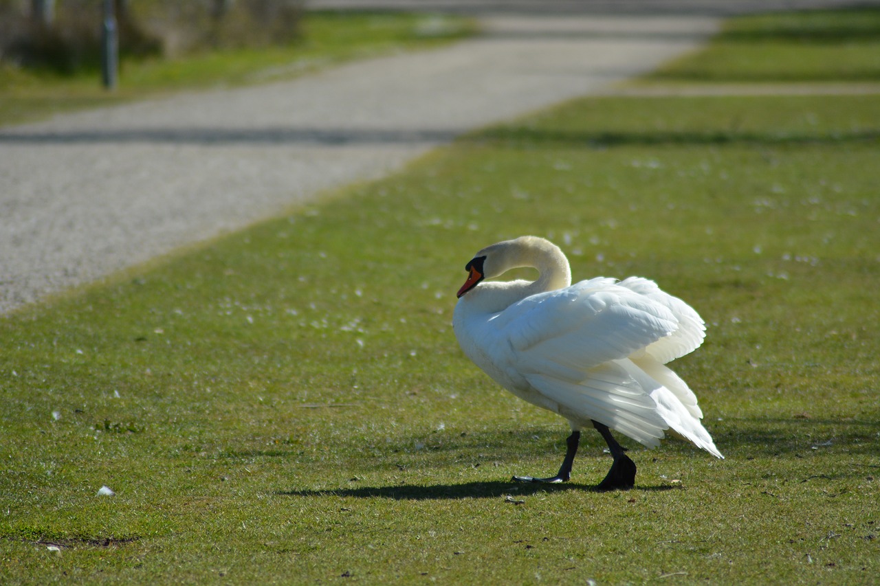 swan  national bird  denmark free photo