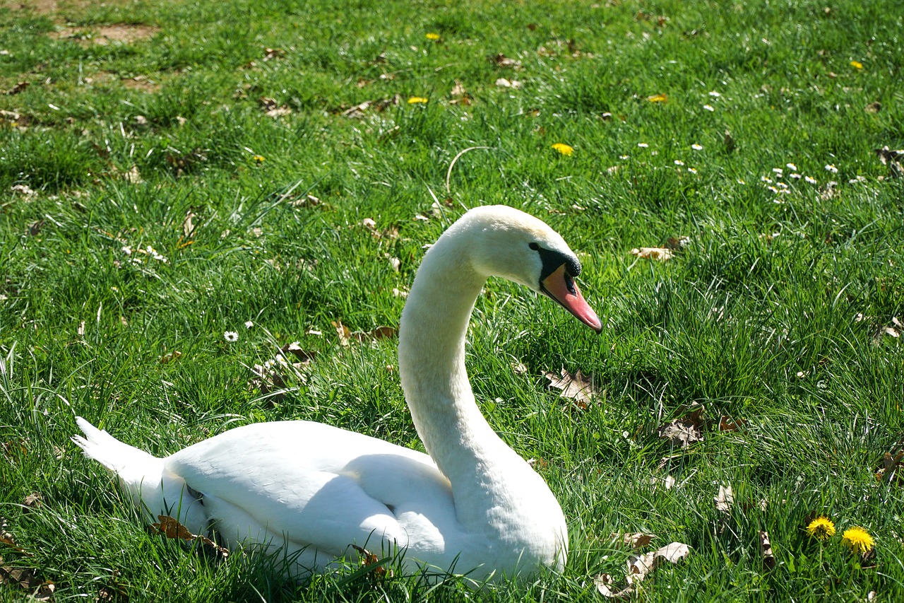 swan  meadow  nature free photo