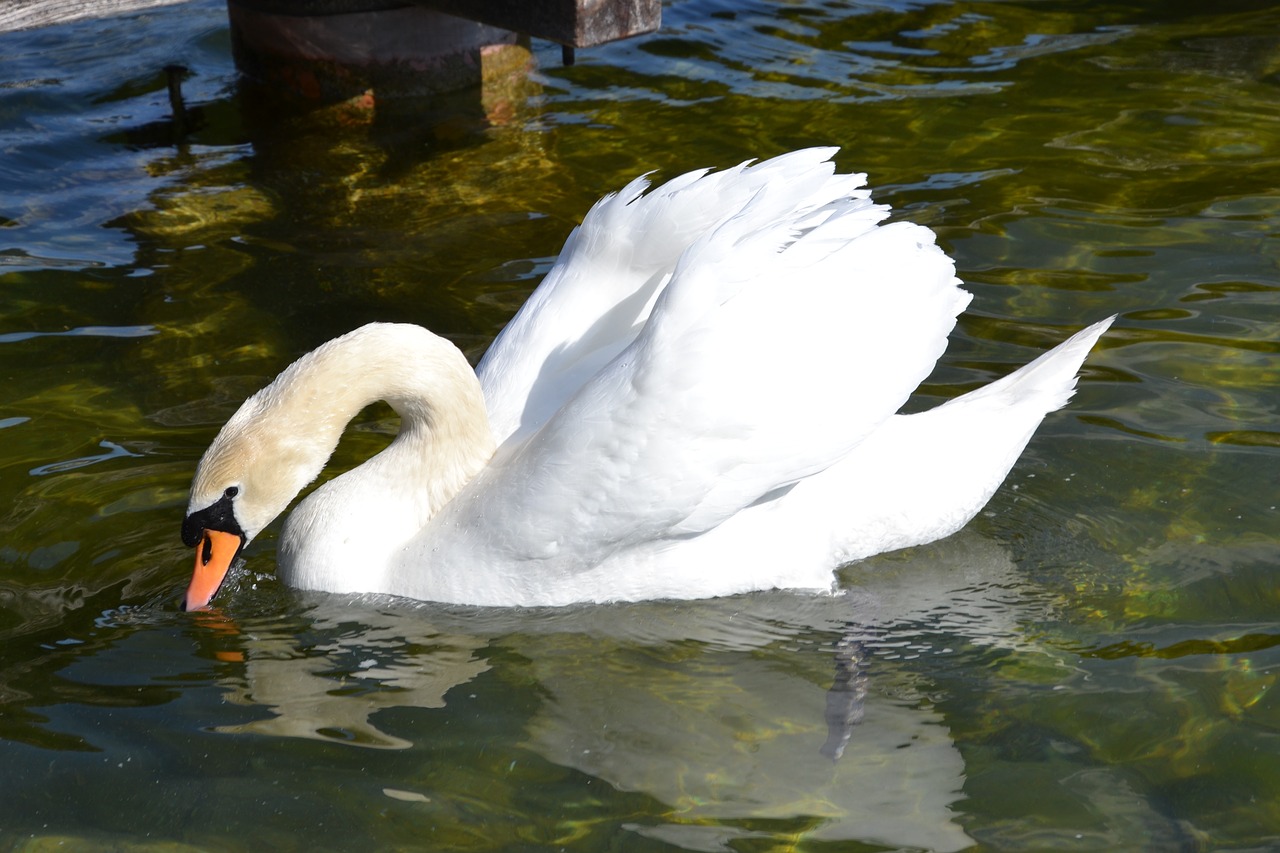 swan  water  bird free photo