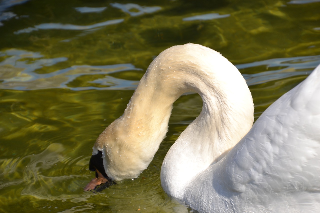 swan  water  bird free photo