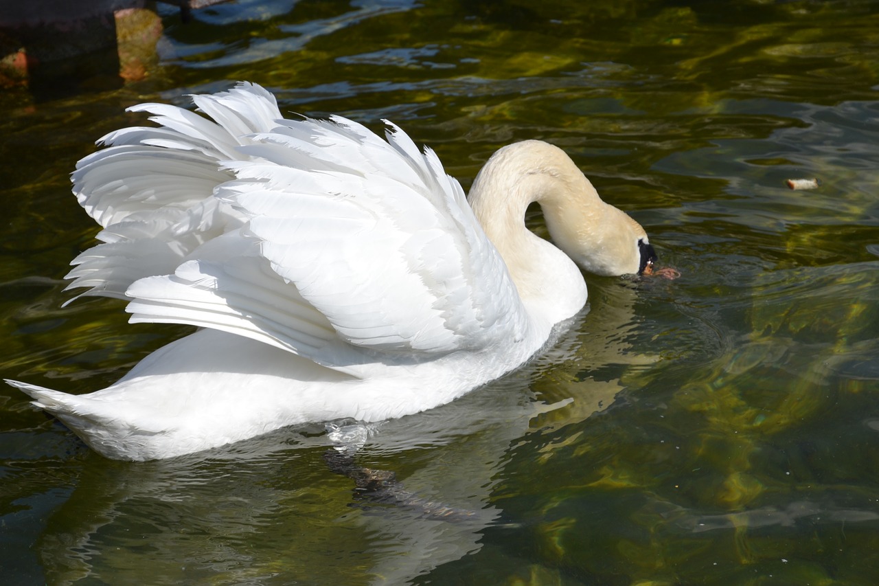 swan  water  bird free photo