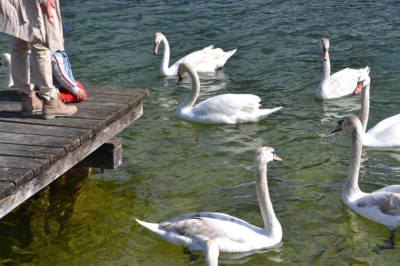 swan  water  bird free photo