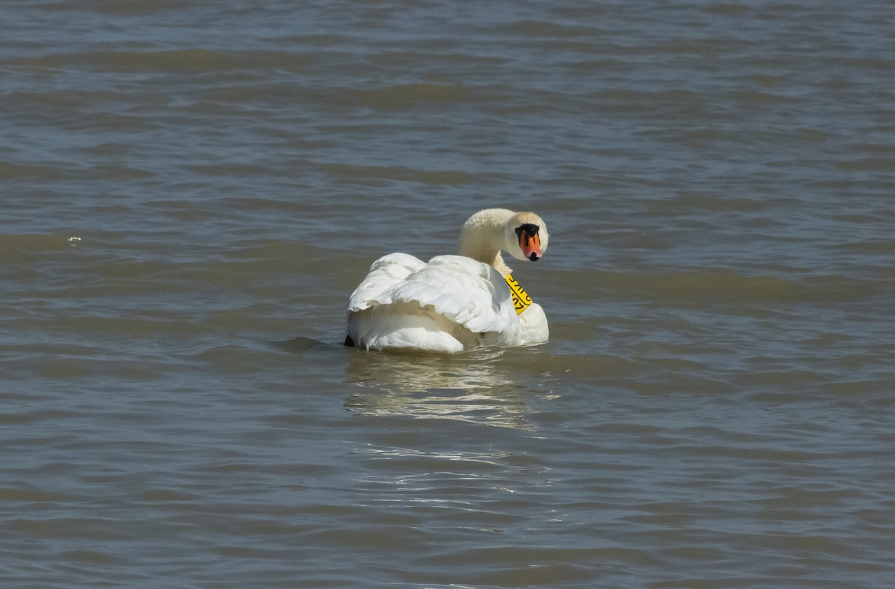 swan  bird  swim free photo