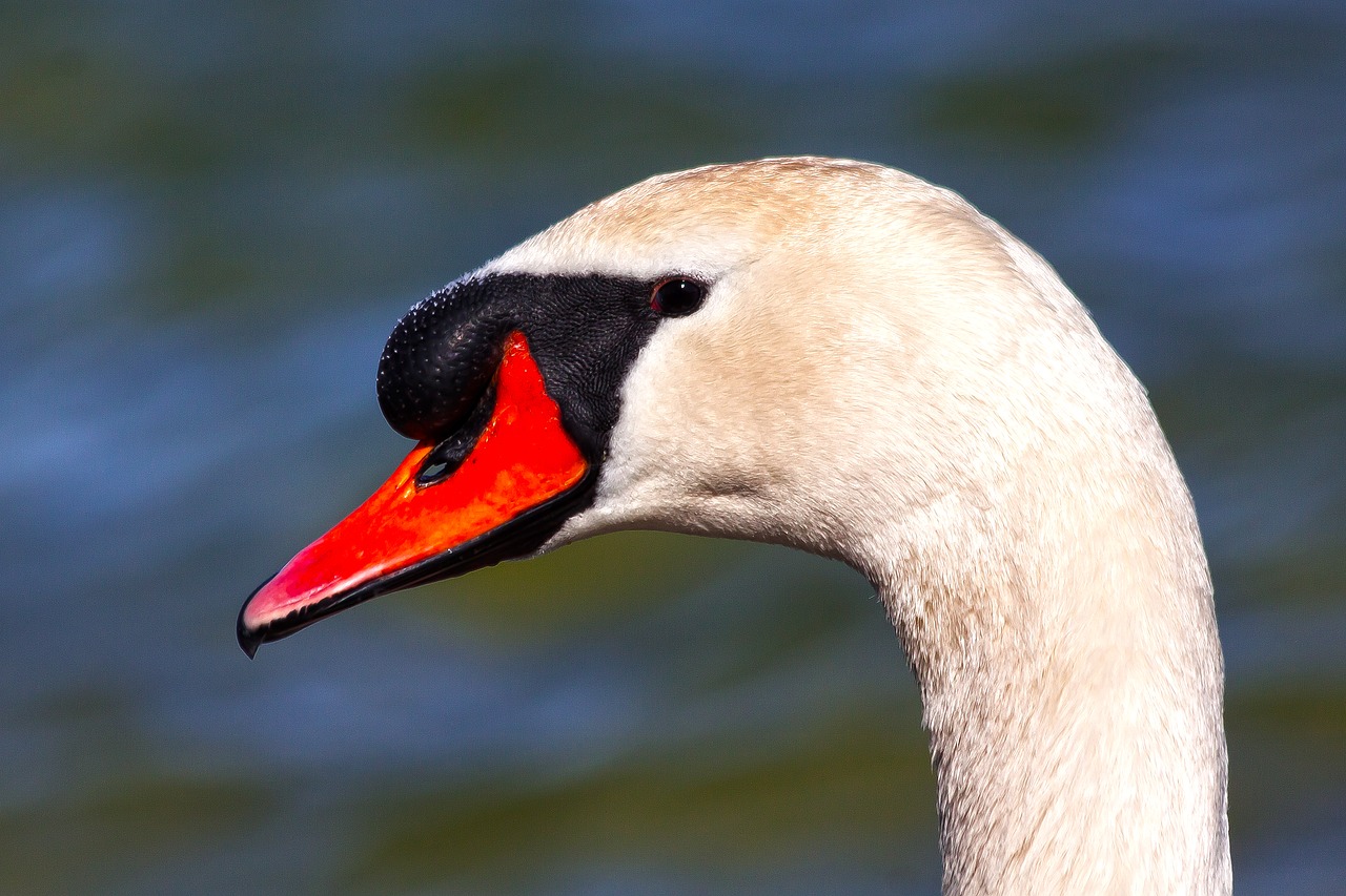 swan  mute swan  bird free photo