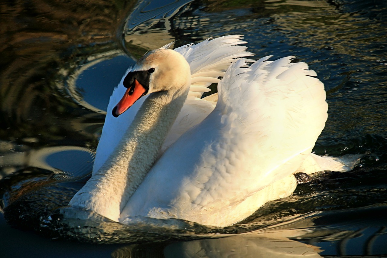 swan  water bird  water free photo