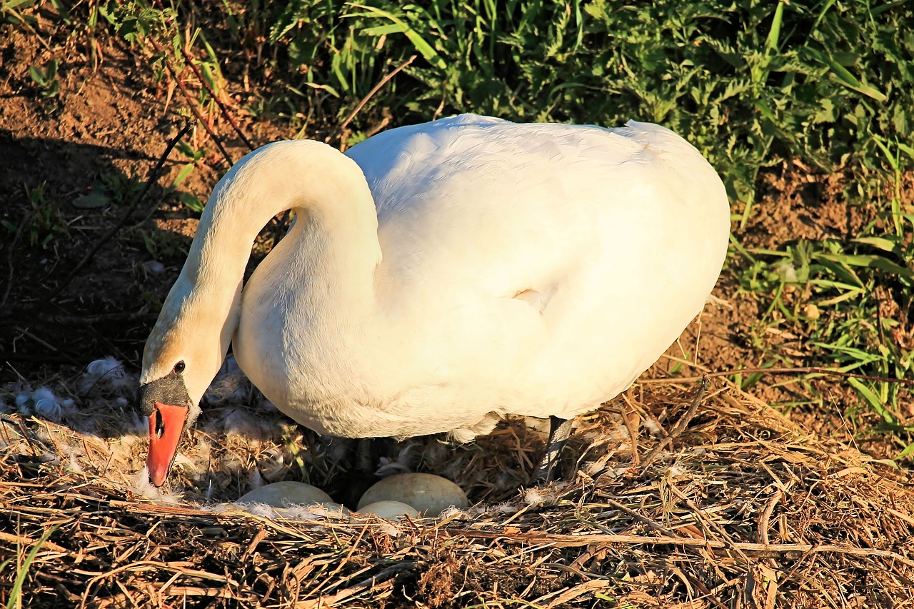 swan  nest  egg free photo