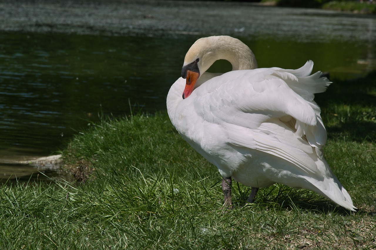 swan  animal  water free photo