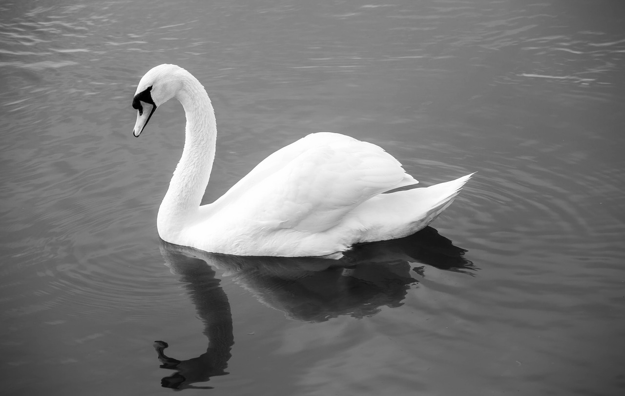 swan  monochrome  lake free photo