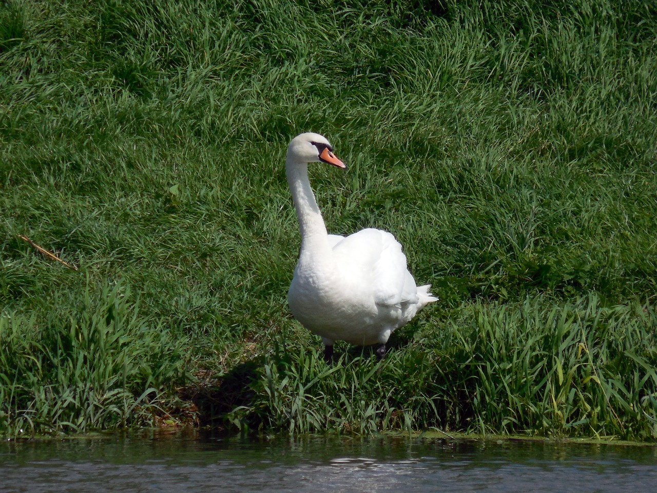 swan bird water bird free photo