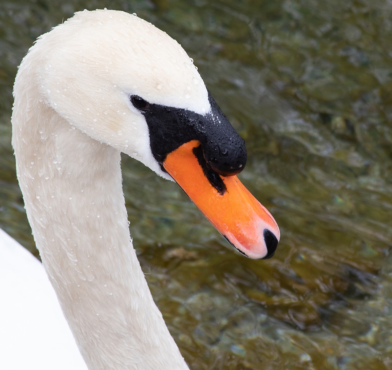 swan  bird  animal free photo