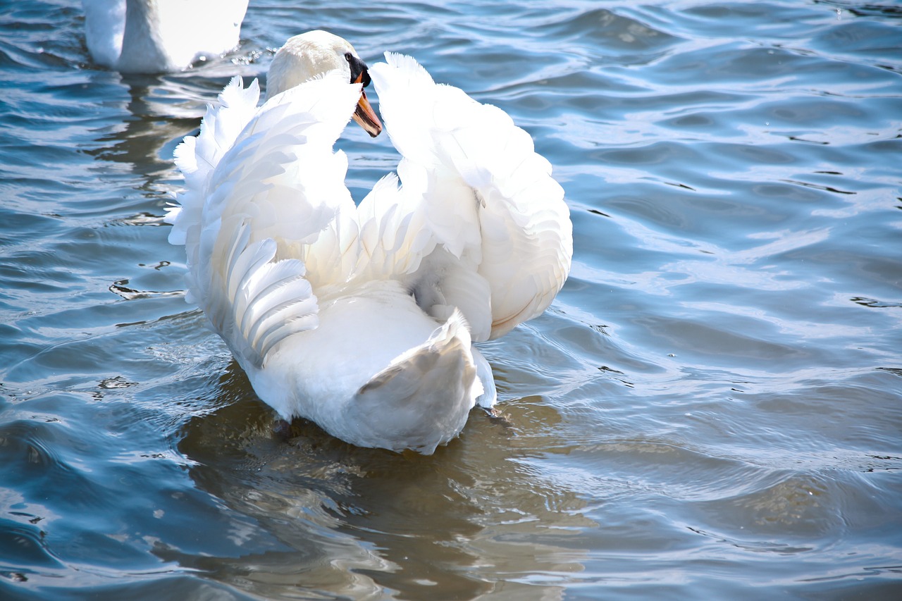 swan bird white free photo