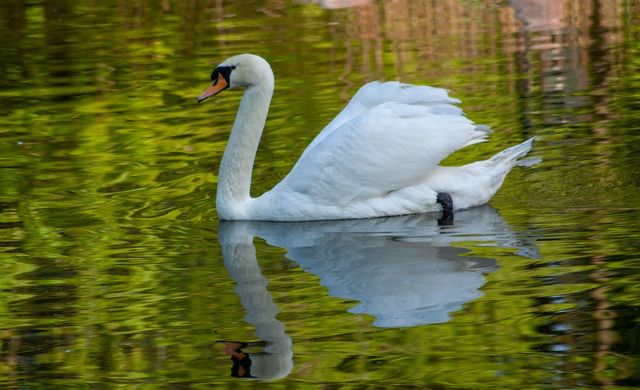 swan  water  lake free photo