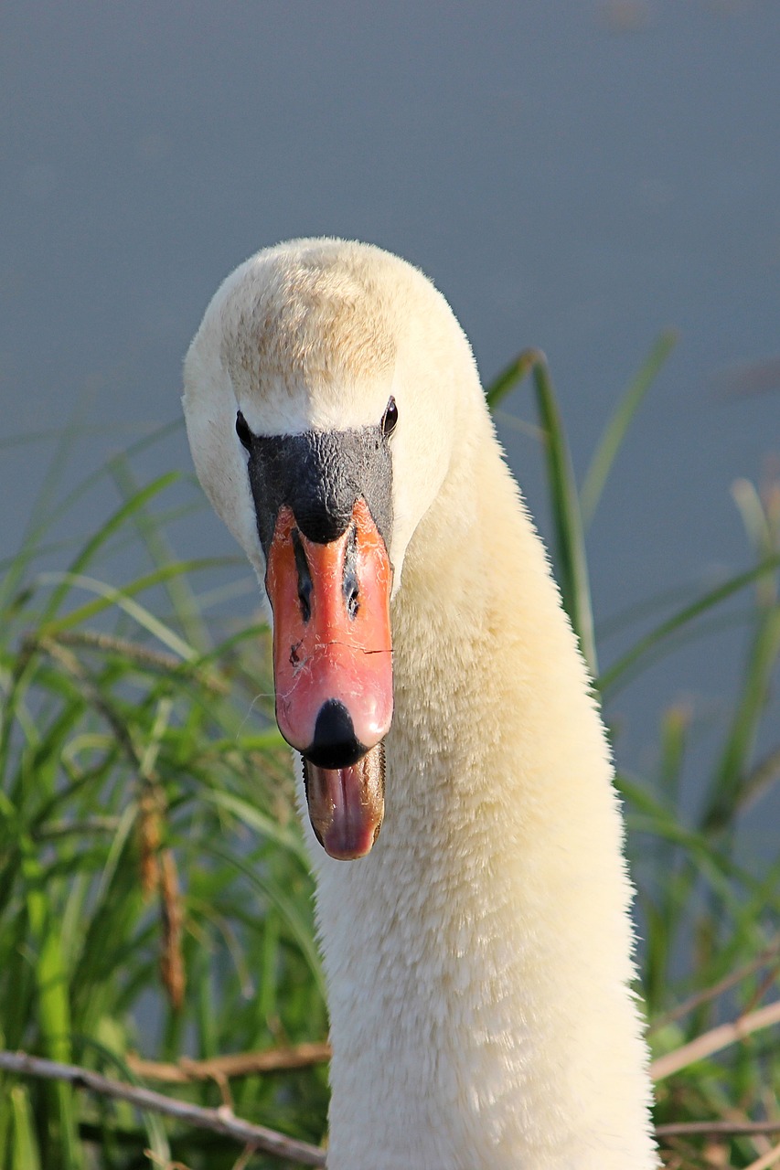 swan  snarls  bird free photo