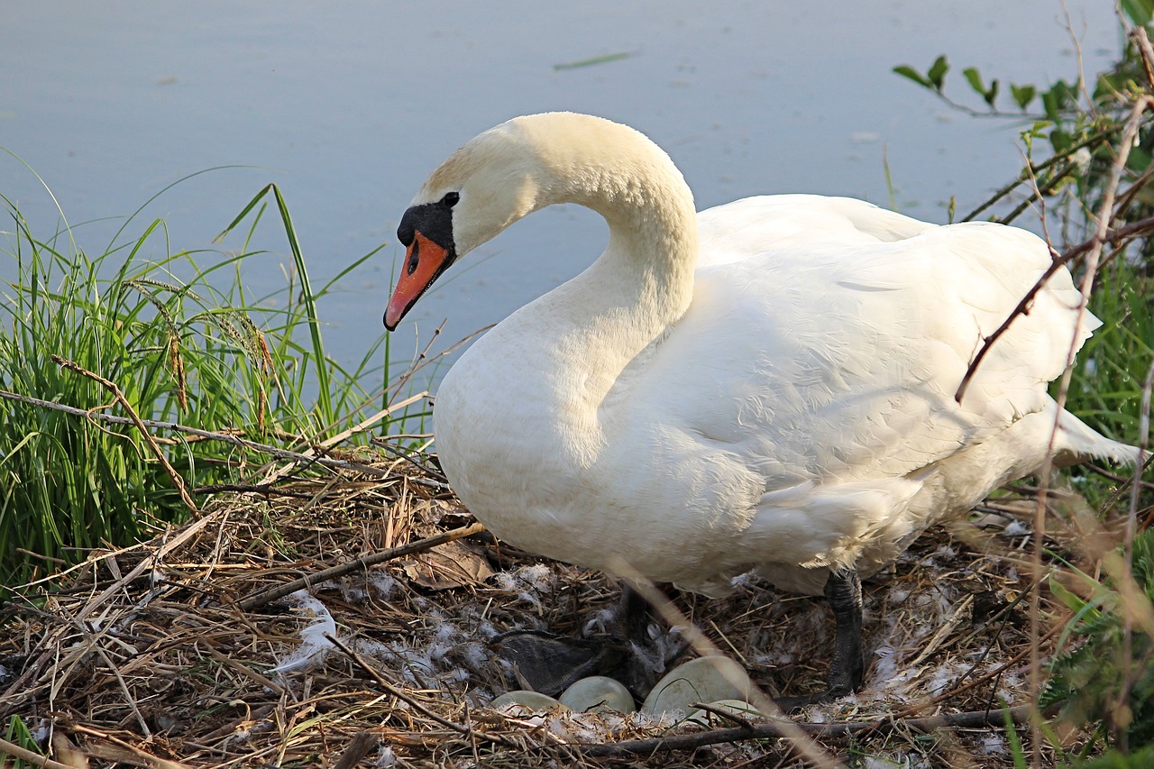 swan  nest  breed free photo