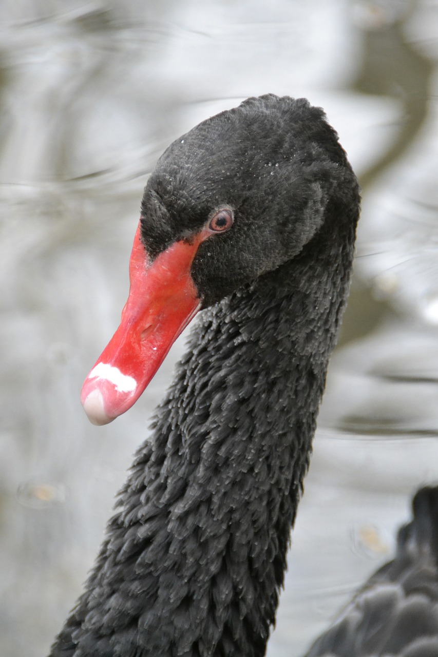 swan black water bird free photo