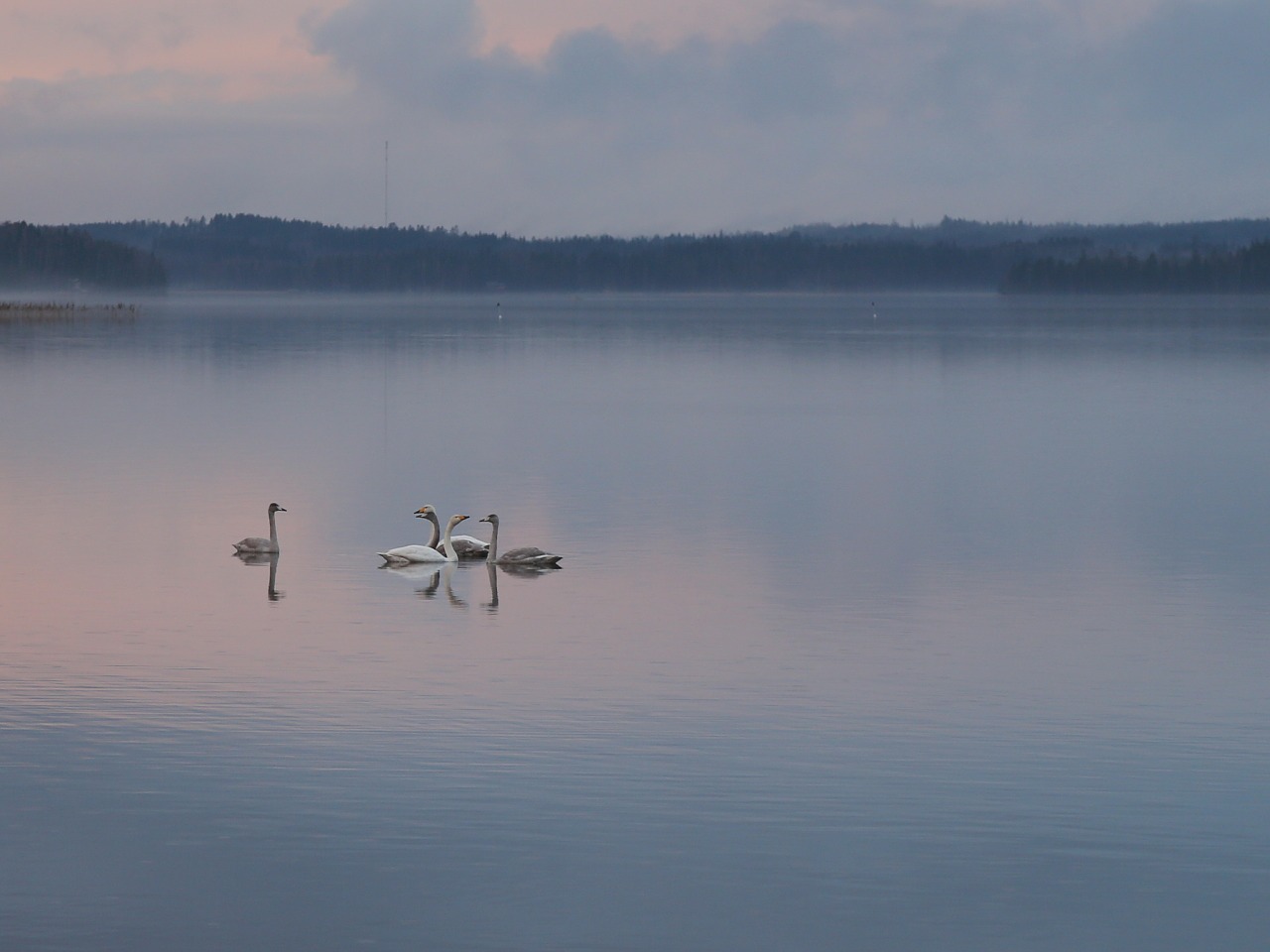 swan evening peace free photo