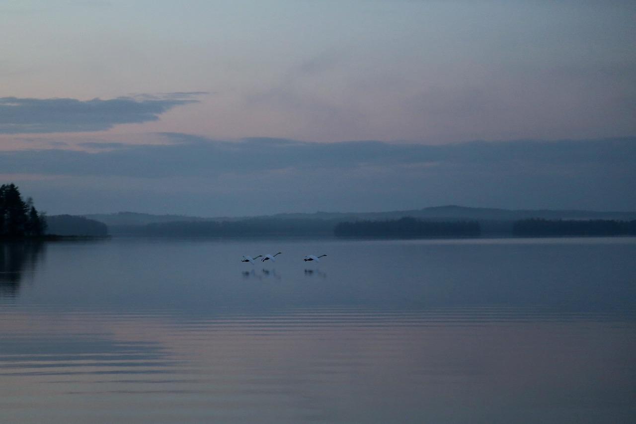 swan night peace free photo