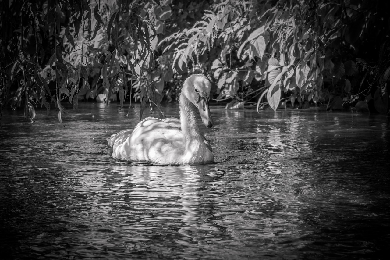 swan  bird  white free photo