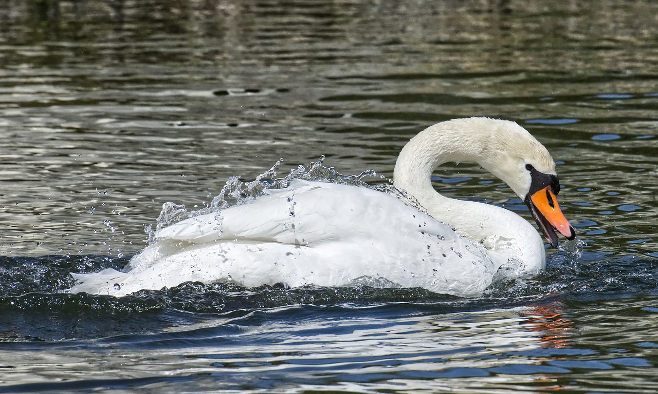 swan  elegant  noble free photo