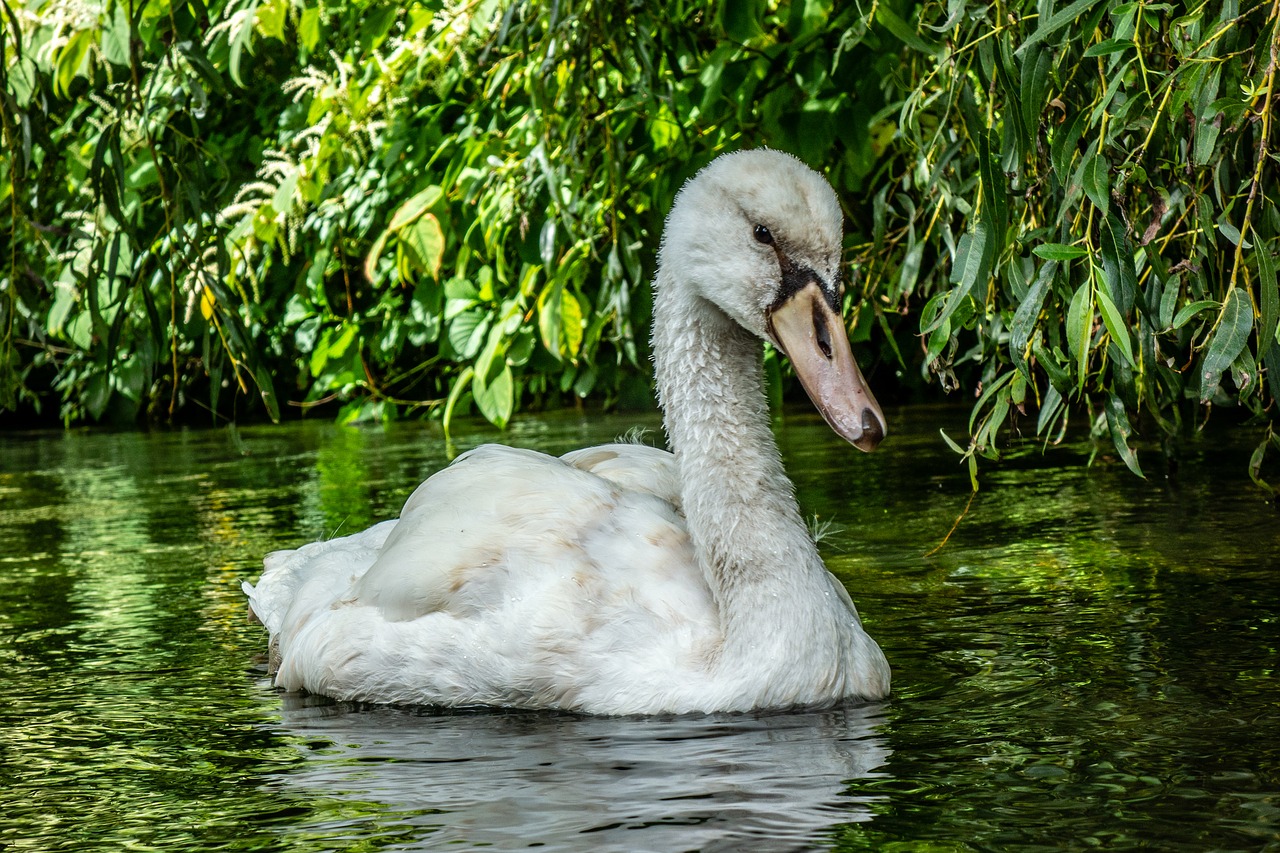 swan  bird  white free photo