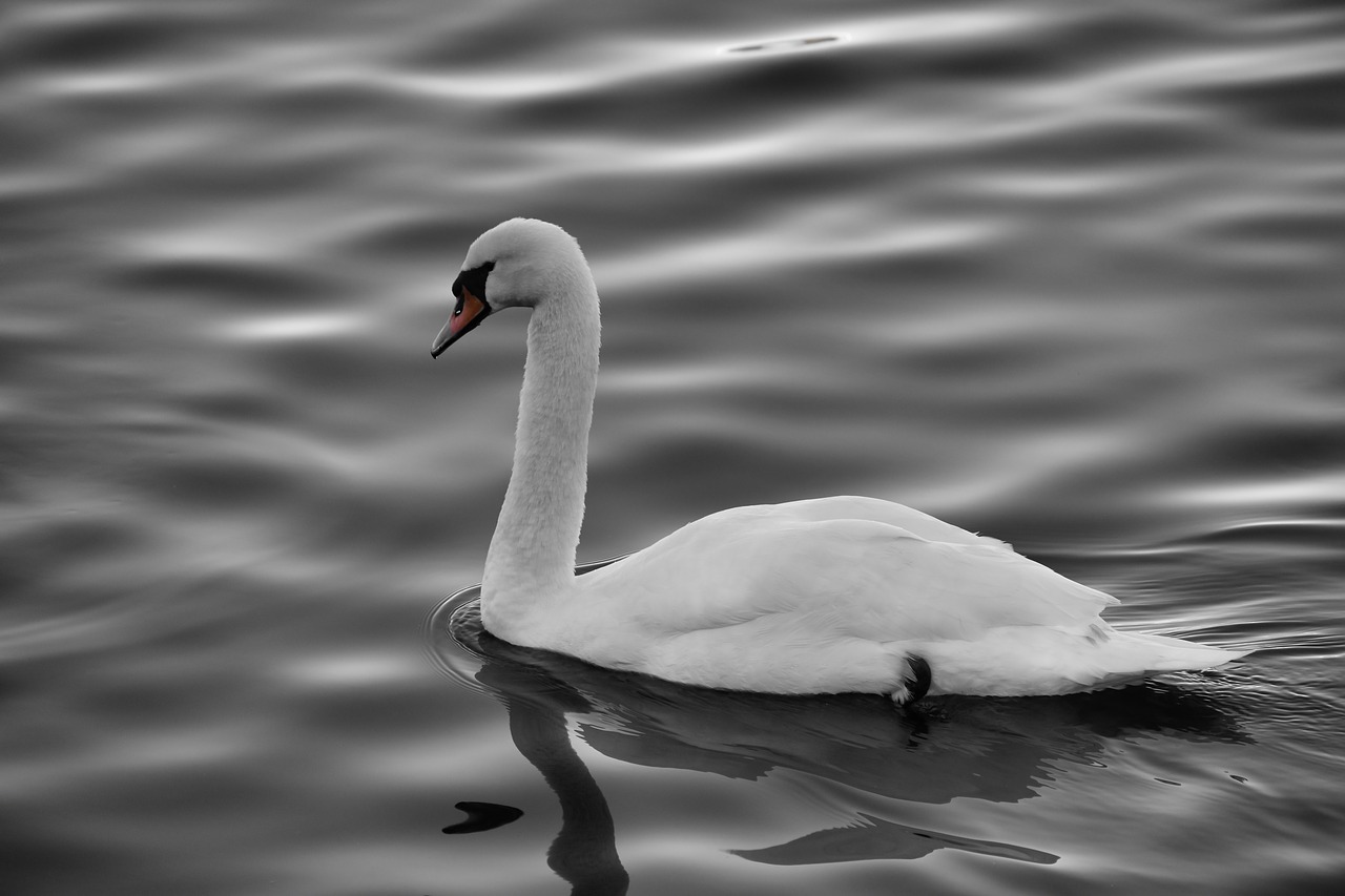 swan  bird  water free photo