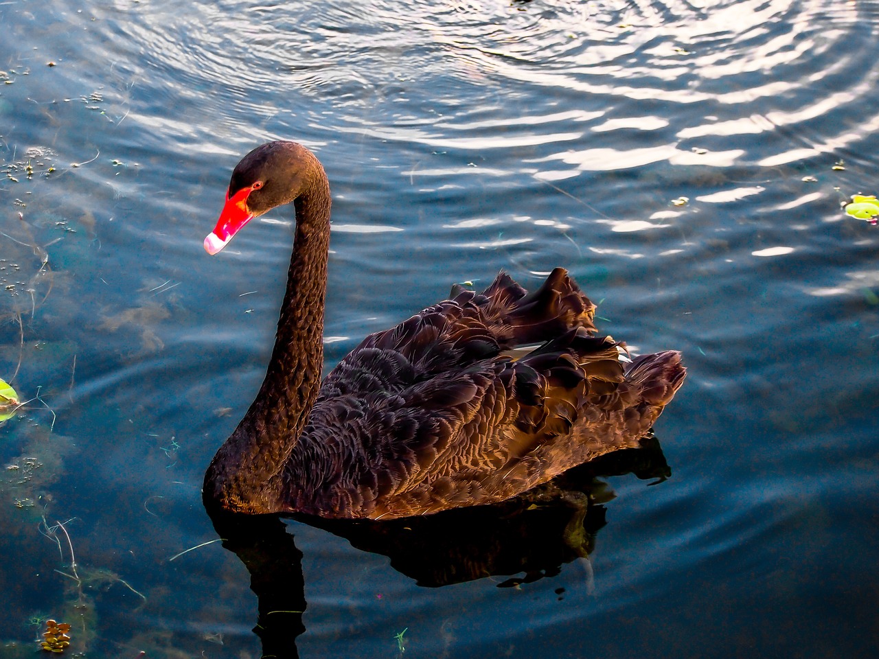 swan  black  australian free photo