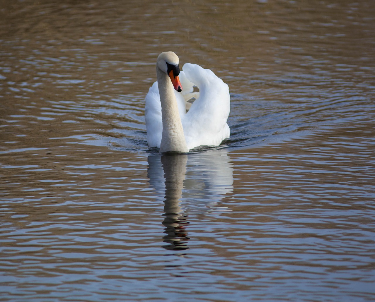 swan  reflection  lake free photo