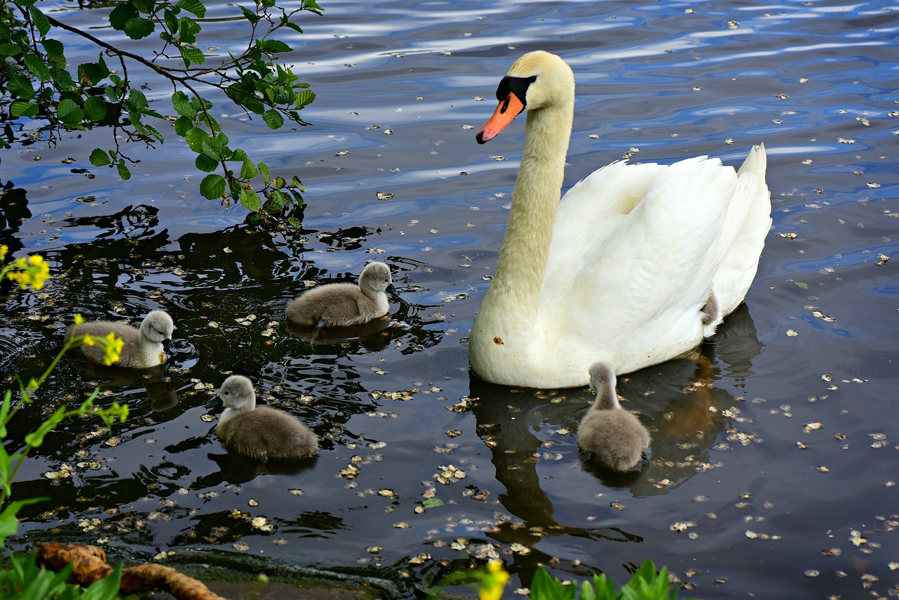 swan  waterbird  animal free photo