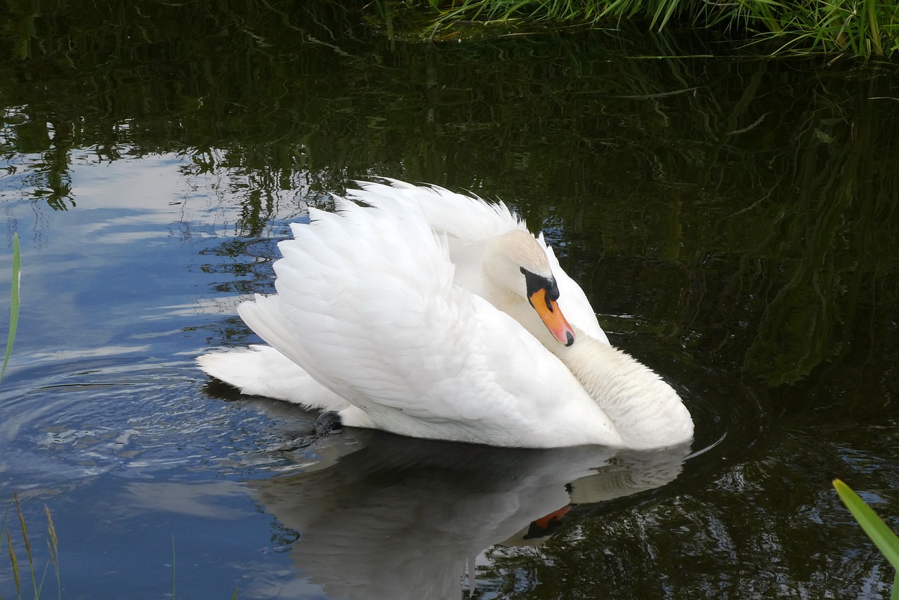 swan  plumage  swimming free photo