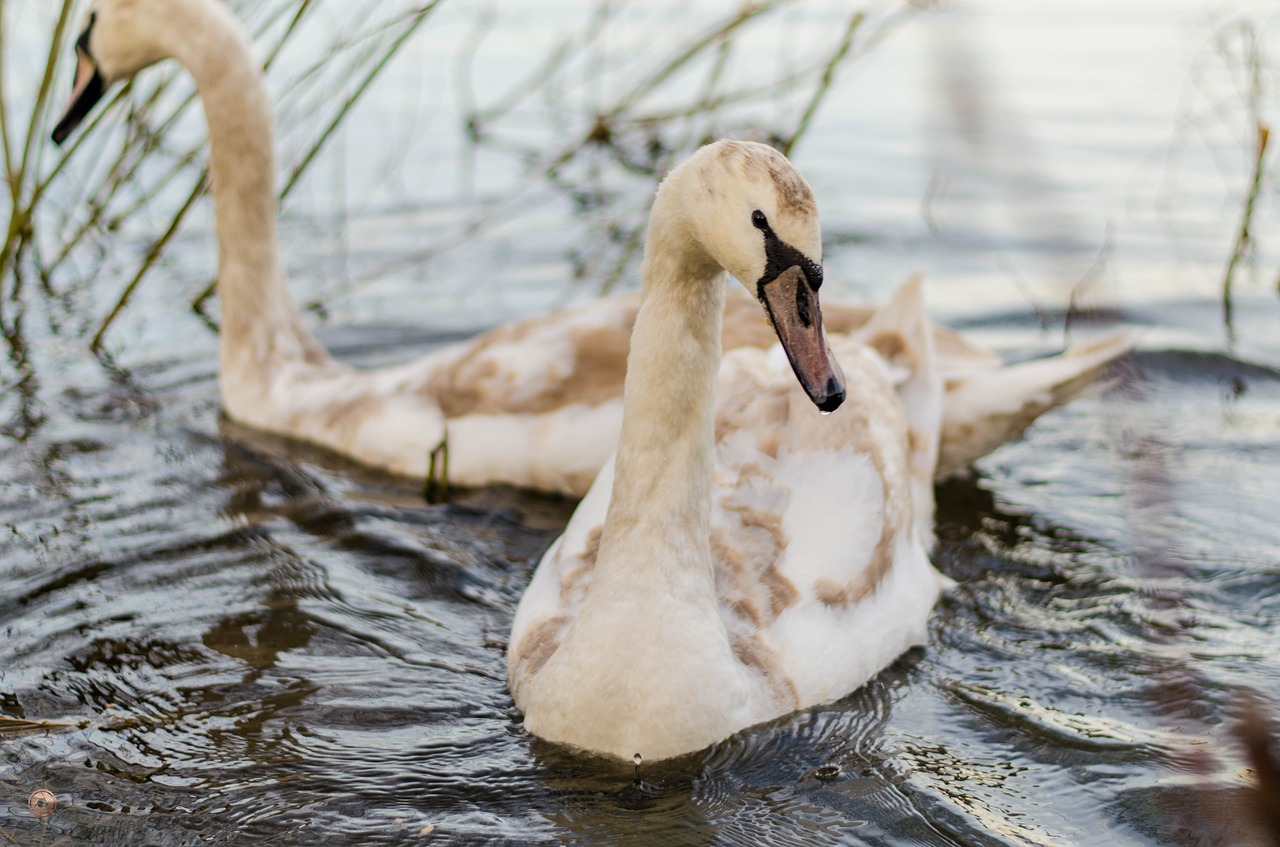 swan  nature  bird free photo