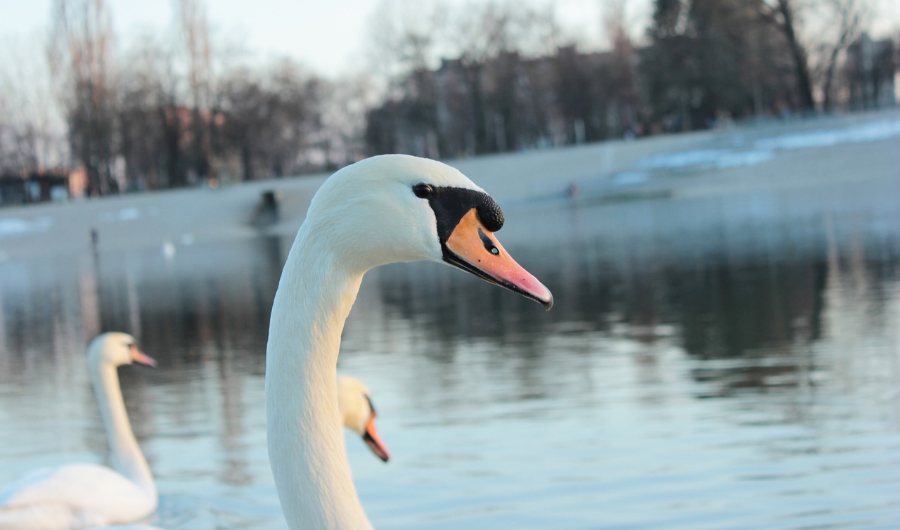 swan  nature  water free photo