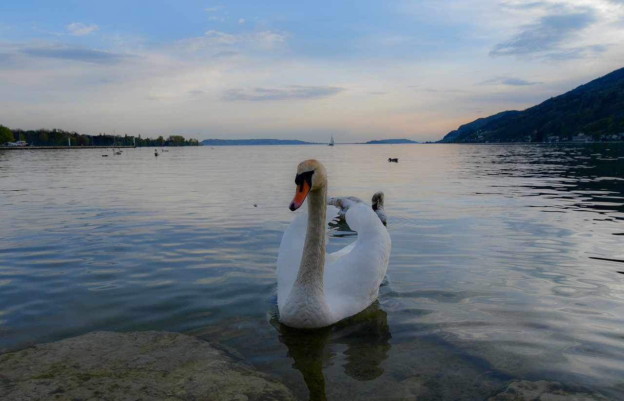 swan  lake  water free photo