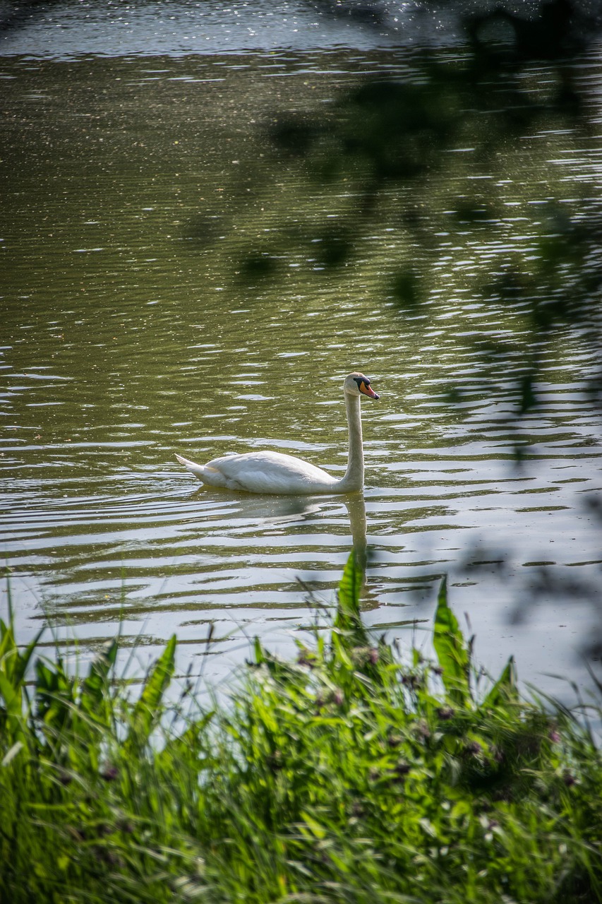 swan  lake  water free photo