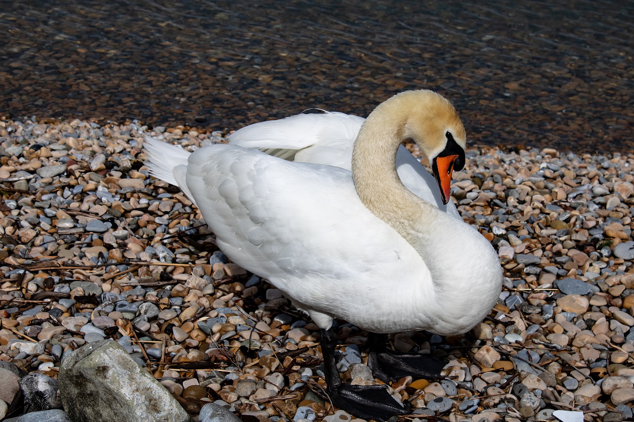 swan  lake  water free photo