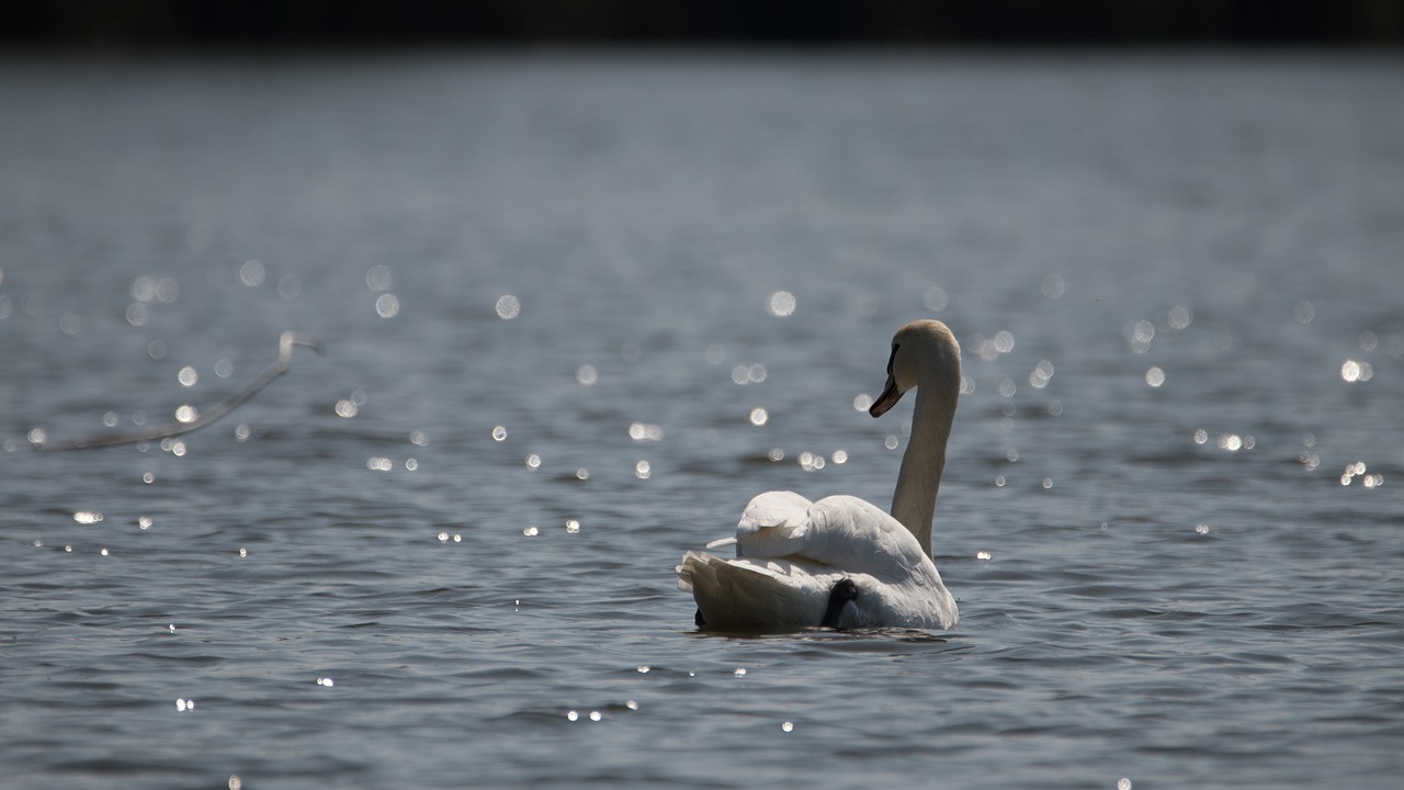 swan  lake  water free photo