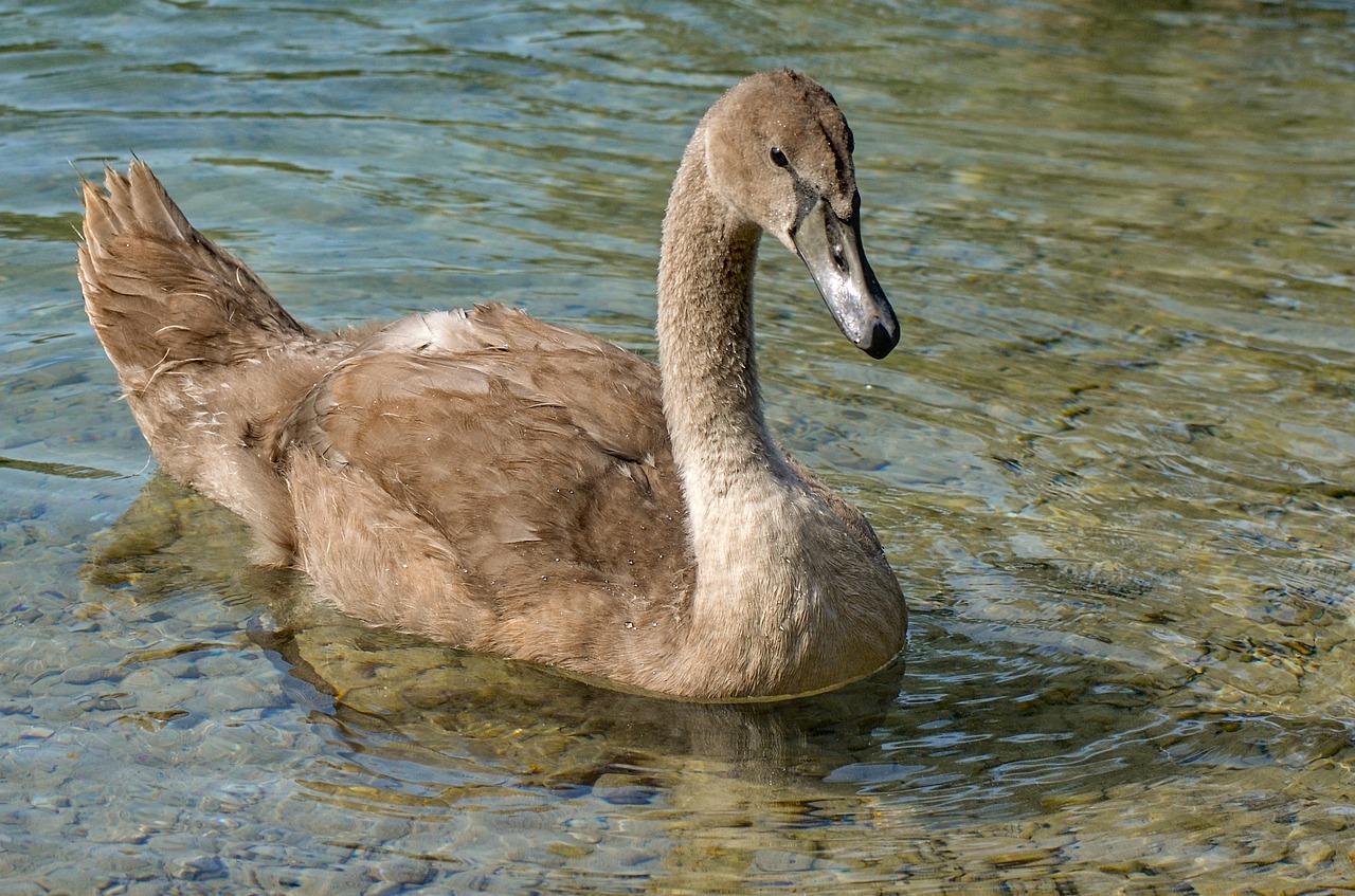 swan  young  nature free photo