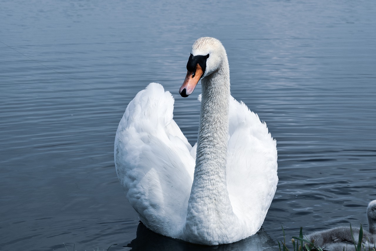 swan  lake  water free photo