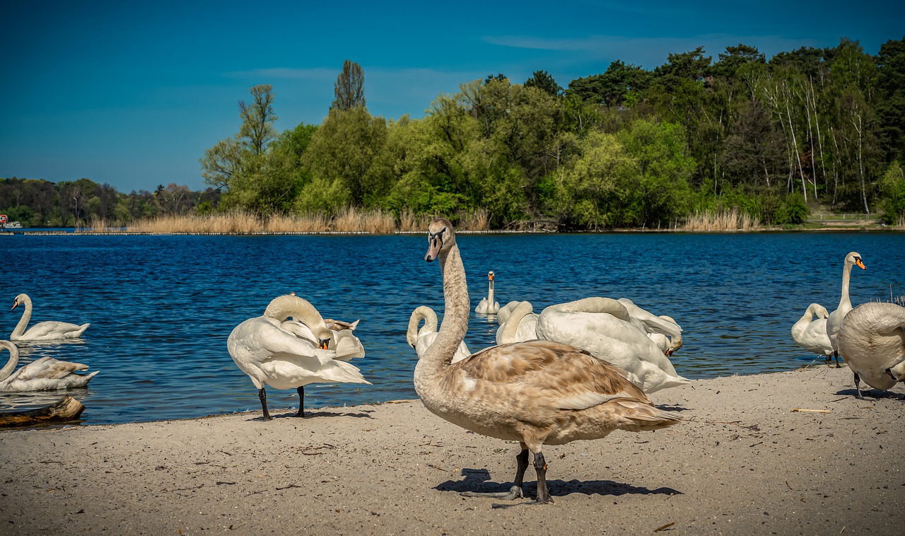 swan  bank  beach free photo