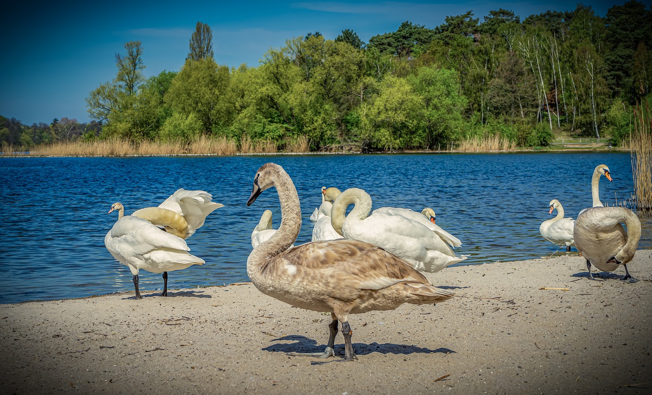 swan  bank  beach free photo