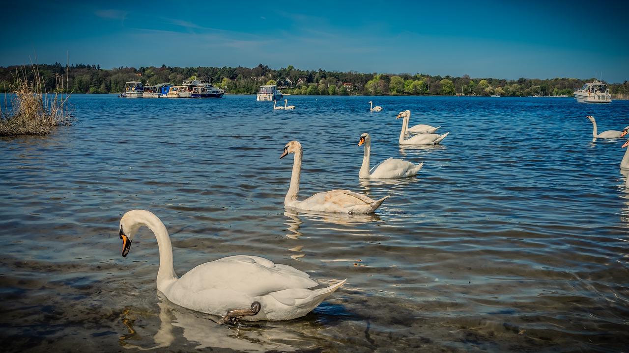 swan  bank  beach free photo