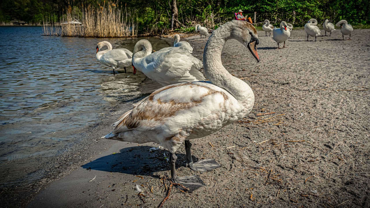 swan  water  beach free photo