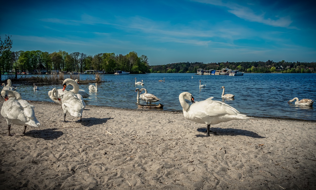 swan  water  lake free photo