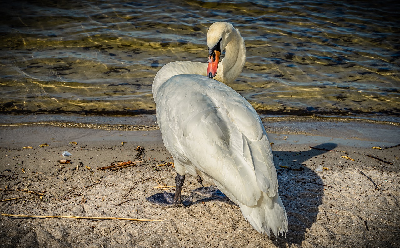 swan  water  lake free photo