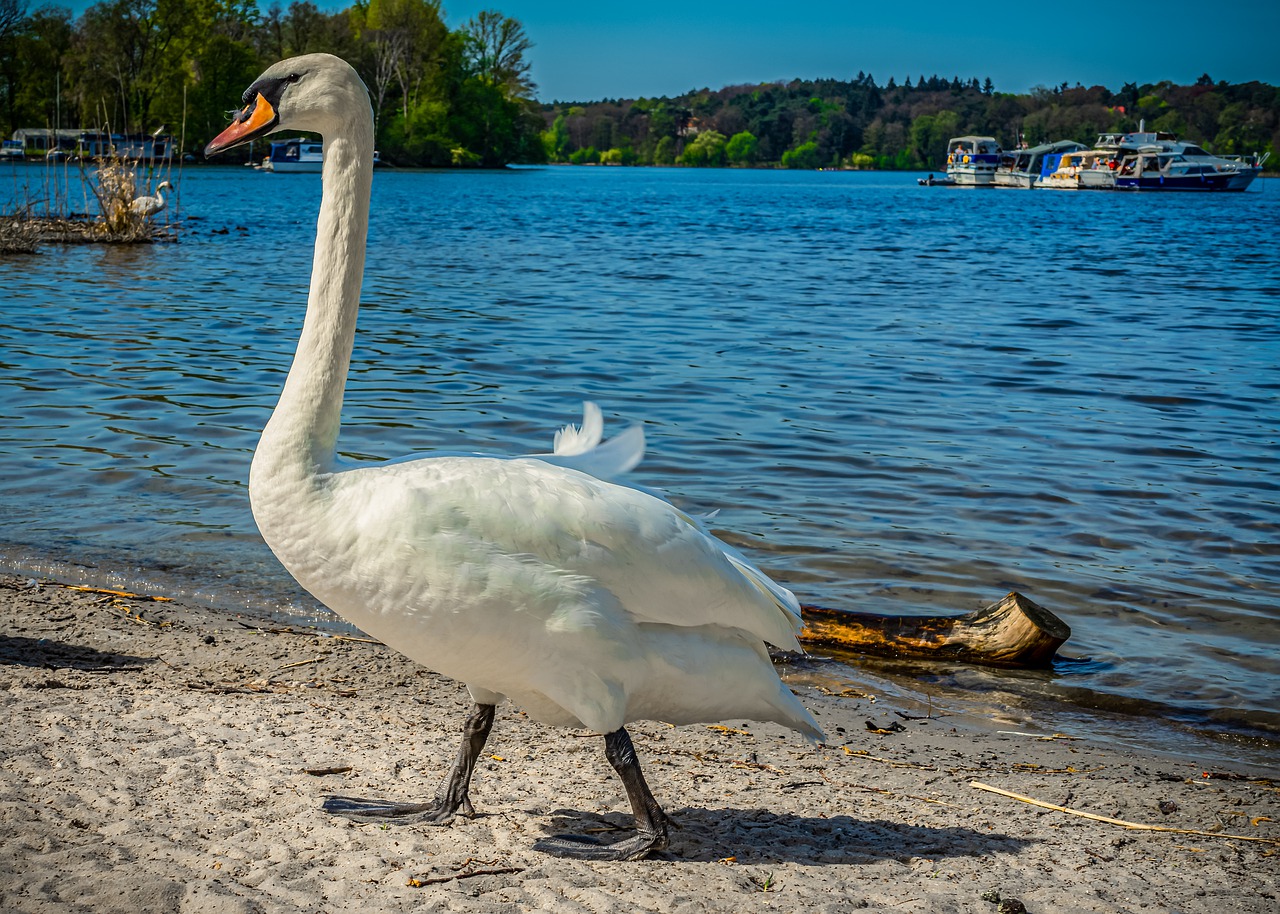 swan  water  lake free photo