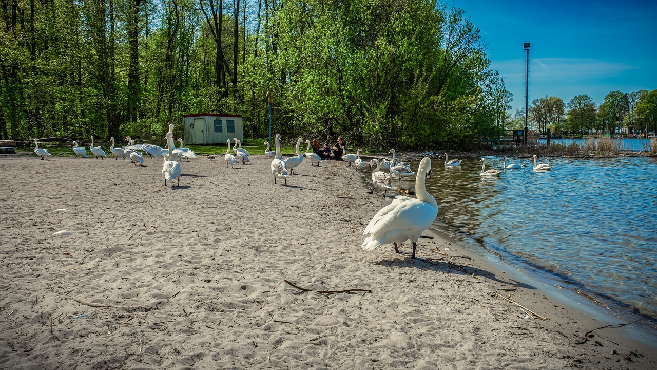 swan  water  lake free photo