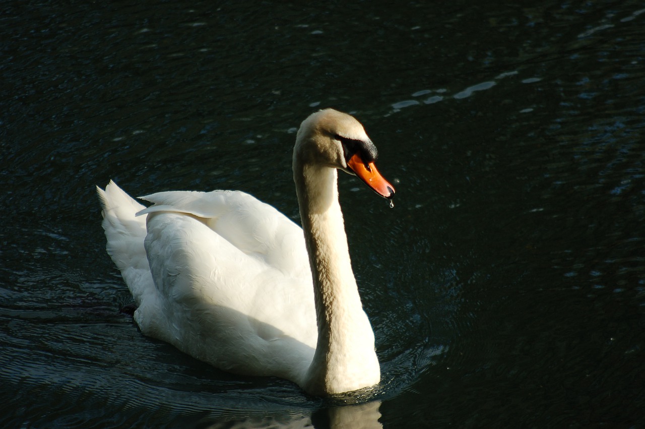 swan  water birds  feather free photo